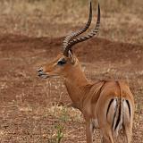 TANZANIA - Lake Manyara National Park - 27